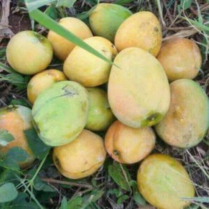 Local small Mangoes