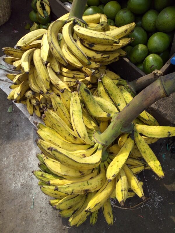 Gonja big