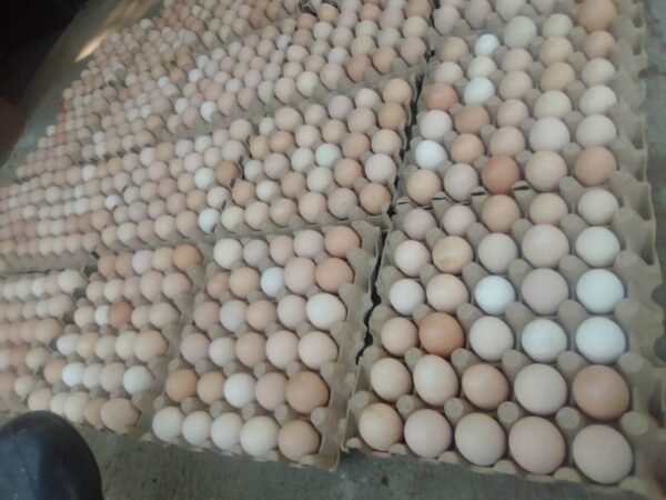 Eggs tray 1tray local - Image 3