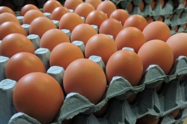 Eggs tray 1tray - Image 3