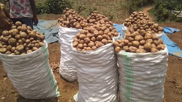 Irish potatoes big basket - Image 10