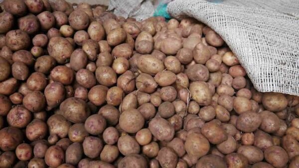 Irish potatoes small basket - Image 7