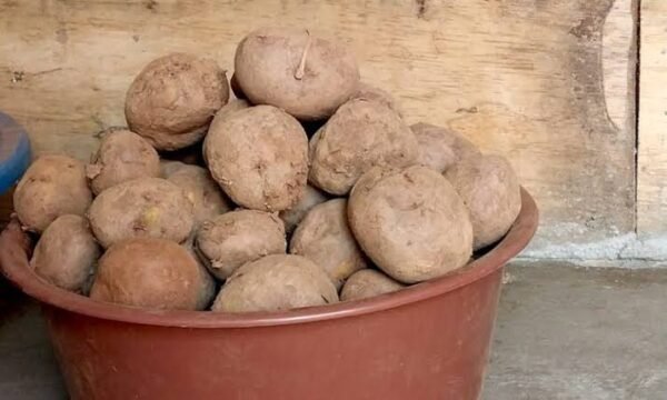 Irish potatoes small basket - Image 8