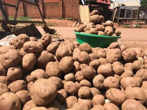 Irish potatoes small basket - Image 9