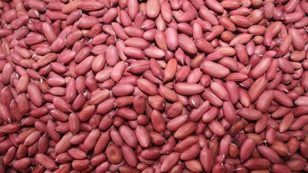 G. Nuts seeds 1kg