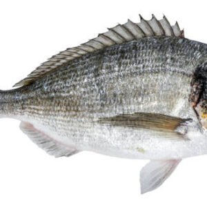 Fresh Fish Big