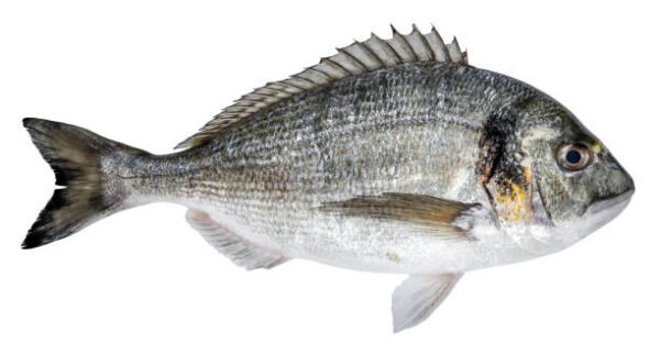 Fresh Fish Big