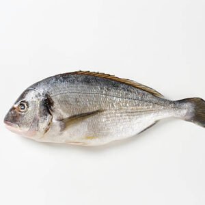 Fresh Fish Medium