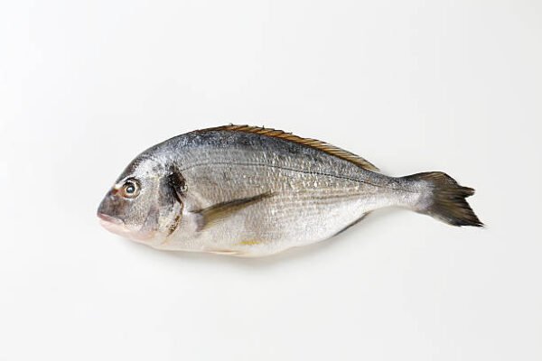 Fresh Fish Medium