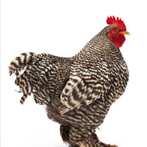 Local chicken big