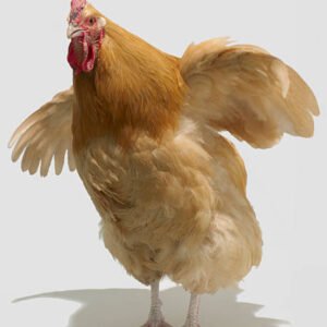 Local chicken Medium